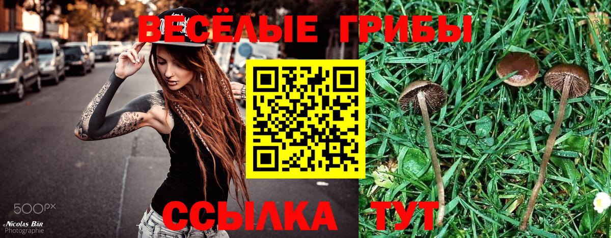 Галлюциногенные грибы Psilocybine cubensis Шелехов